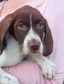 BROOKE - ein wunderschöner Jagdhund-Mix - Regensburg