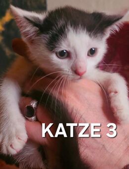Kitten suchen ihren Dosenöffner - Hettstedt
