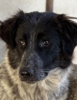 Ashwin, geb. ca. 12/2024, GRIECHENLAND - Markdorf