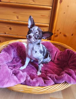 Chihuahua Welpen - Nürnberg