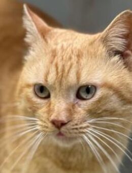 Garfield sucht liebevolle Stelle - Untergruppenbach