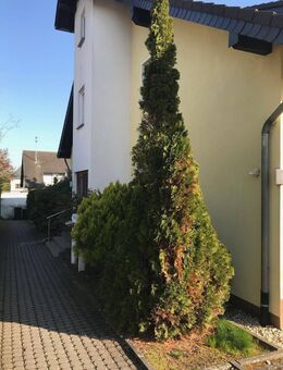 Bezahlbare Souterrainwohnung im schönen Mayener Stadtteil Alzheim gelegen! - Mayen