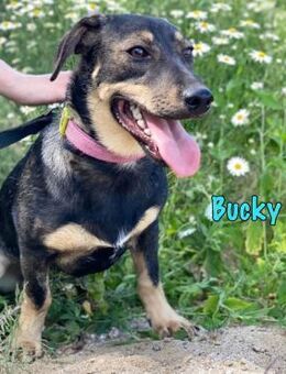 Bucky sucht die Nadel im Heuhaufen 12/21 - Ruppertsecken