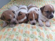 Jack Russel Welpen - Wegeleben