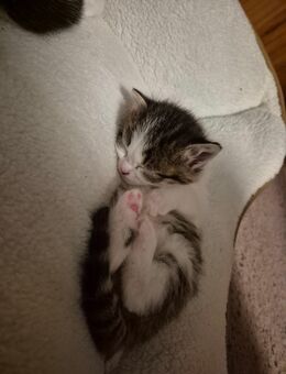 Kleine kitten - Löhne