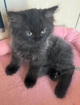 Wunderschönes reinrassiges Ragdoll Kitten - Walsdorf (Bayern)