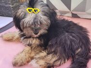 Shila sucht eine liebevolle Familie - Berlin