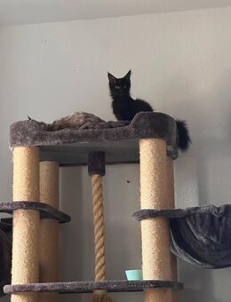 Main Coon Kater higgins - Barby (Elbe)