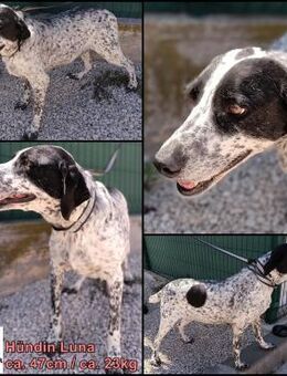 Luna Pointer Mischling Hündin sucht - Margetshöchheim