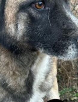 Hope - verlor ein Bein - Dreikirchen