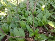 Wildkräuterdelikatessen im Frühling - Andechs