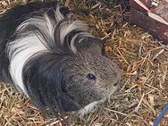 Paulchen - Sheltie Meerschweinchen - 1 Jahr - Tierhilfe Franken e.V. - Lauf (Pegnitz) Zentrum