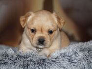 Französische Bulldoggen Welpen aus deutscher Zucht mit Rute und Nase - Frankfurt (Main)