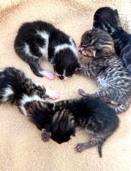 Bengal/BKH Kitten Katze - Rastatt