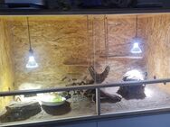 Bartagame mit Terrarium 150×80×80 - Berlin
