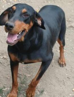 Tara-super freundliches Bracken MIx Girl - Overath