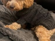❤️ Hundepullover RL 35 Hundepulli Havaneser Bolonka ❤️ - Ibbenbüren
