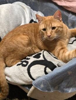 RUSTY = ein riesengroßes KaterHERZ♥️ - München