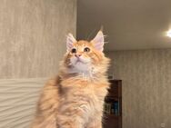 Maine Coon Junge mit Stammbaum von XXL Eltern Zuchtfrei - Duisburg