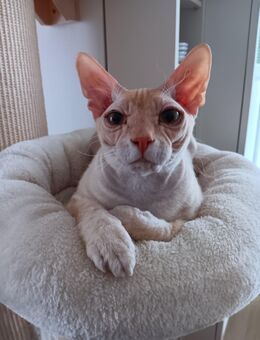 Don Sphynx Kater, 2,5 Jahre alt, kastriert und geimpft, in gute Hände abzugeben - Feucht