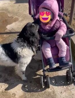 💙 Sharo Dein fröhlicher Begleiter 💙 - Eislingen (Fils)