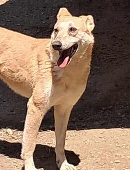 Fanny - Wer zeigt mir die Welt? - Langenhagen