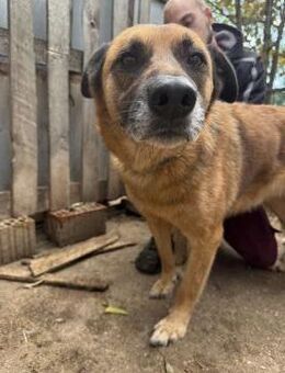 Amigó - wird er Dein bester Freund? - Köln