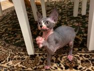 Sphynx Mädchen Kanadische Sphynx Don Sphynx Kitten Kätzchen Babykatze - Wiernsheim