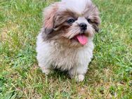 Shih-Tzu Mix Welpe Hündin - Oranienburg