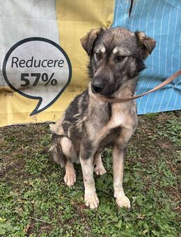 Teddy - HSH-Mix (?) sucht sein Glück - Overath