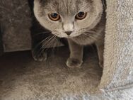 4 Katzen suchen ein neues Zuhause - Hamburg Wandsbek