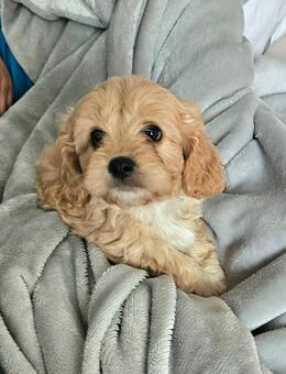 Cavalier King Charles/Toypudel Welpen Cavapoo Mini Pudel Doodle - Erfurt