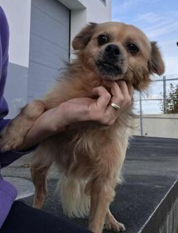 Fiete - ein charmanter Oldie - Höchst (Odenwald)