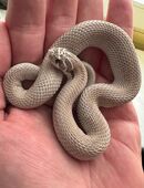 Hackennasennattern abzugeben in 44149