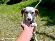 Dackel-Mix DANILO 💙 sucht sein Glück - Fahrenzhausen