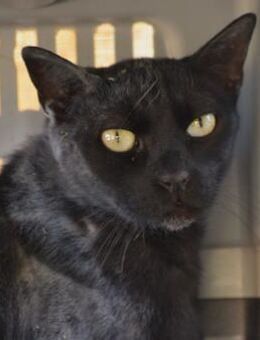 HUMO - sucht passenden Lebensplatz...... - Kempen