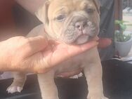 Old English Bulldog mit Ahnentafel Hündin - Fambach