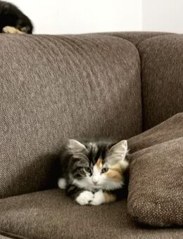 Kitten BLH Waldkatze Mix - Brake (Unterweser)