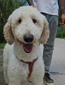 Dotty ist einfach bezaubernd - Berlin