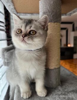 Reinrassige BKH Kitten - Werdau