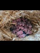 Hamster Babys in 46325