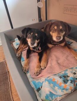 Lord und Lea sind zwei tolle Senioren - Schwarmstedt