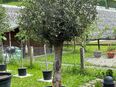 Olivenbaum dick massiv und winterhart in 8586