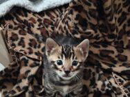 Zwei Bengal Kitten 3 Monate alt suchen ein Zuhause - Augsburg