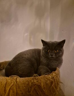 Bkh Prinzessin - Bremen