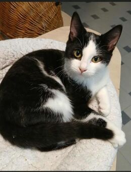 🐈💫Babykatzen Jasper & Onyx💫🐈 - Eislingen (Fils)