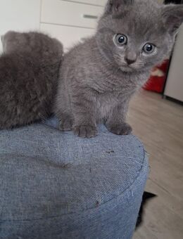 Wunderschöne BKH Kitten abzugeben - Fürth