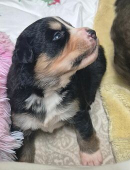 Berner-Leonberger-Mix Welpen suchen ein schönes Zuhause - Colditz