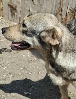 Rohdiamant Gigi - Tholey