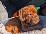 Bordeaux Dogge Hündin 6 Monate - Aschersleben